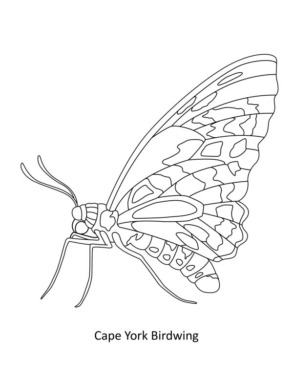 BEAUTIFUL BUTTERFLIES Coloring Book! PRINTABLES/Digital Download... - Image 2