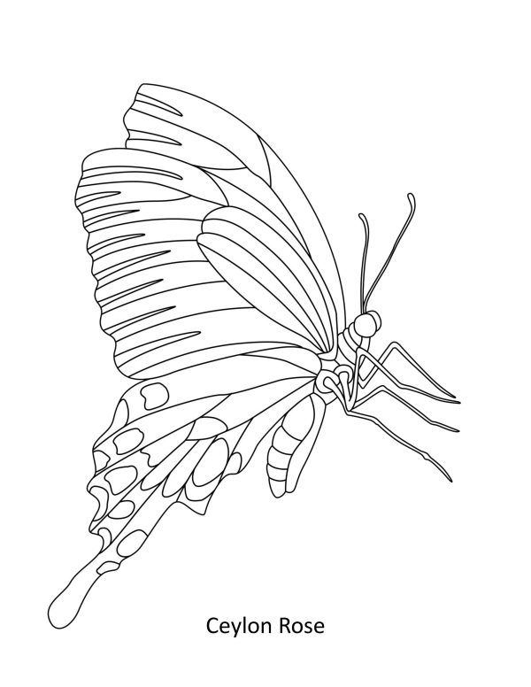 BEAUTIFUL BUTTERFLIES Coloring Book! PRINTABLES/Digital Download... - Image 3