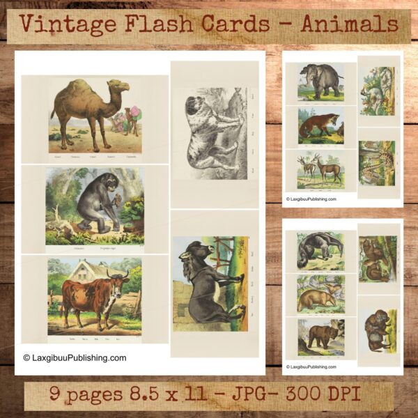 Vintage Flashcards of Animals examples