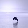 Beautiful Dolphin Bookmarks, Set of 8, Printable - Image 2