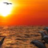 Beautiful Dolphin Bookmarks, Set of 8, Printable - Image 3