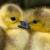Feng Shui Wall Art - 2 Ducklings, Wall Art For Living Room & Bedroom, Wall Art For Southwest Wall, Love Commitment Wall Art