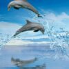 Beautiful Dolphin Bookmarks, Set of 8, Printable - Image 7