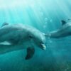 Beautiful Dolphin Bookmarks, Set of 8, Printable - Image 8