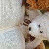Teddy Bear Bookmarks, Set of 8, Printable - Image 9