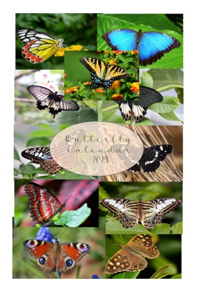 Butterfly Calendar 2024