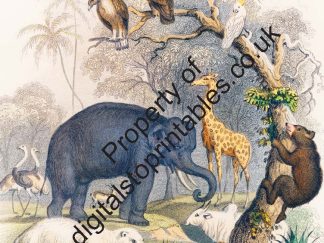 Wildlife Coloring Pages in reprintable pdf format
