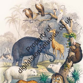 Wildlife Coloring Pages in reprintable pdf format