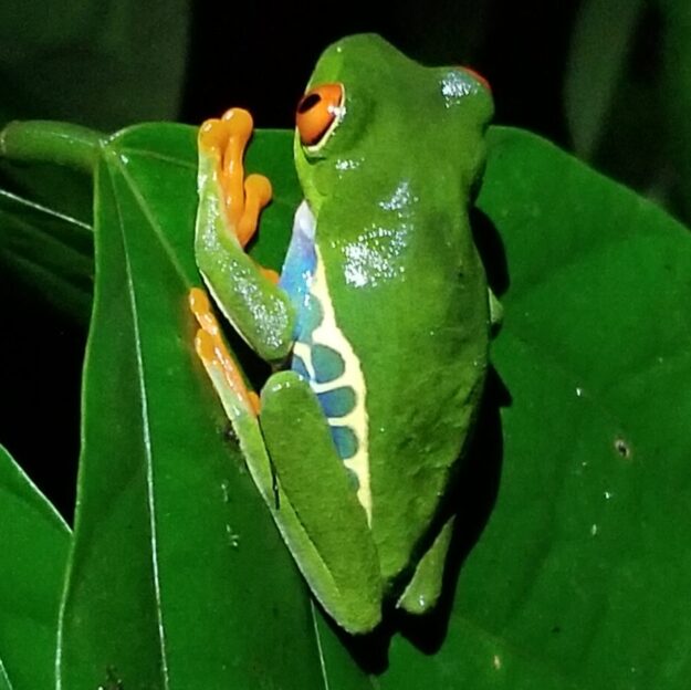 Green Frog Printables