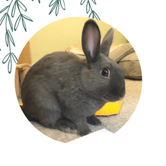 Grey Bunny Planners and Templates