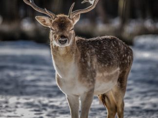 feng shui wall art - deer