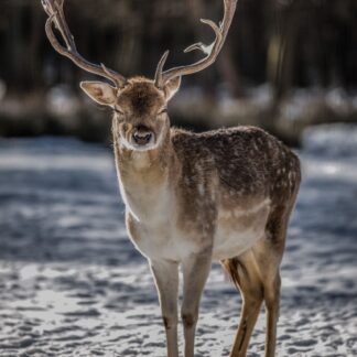 feng shui wall art - deer