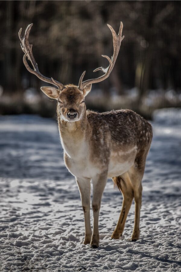 feng shui wall art - deer