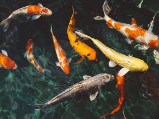 9 Koi fish