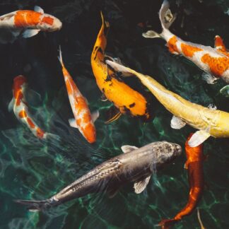 9 Koi fish