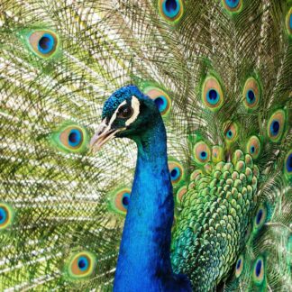 feng shui wall art - peacock