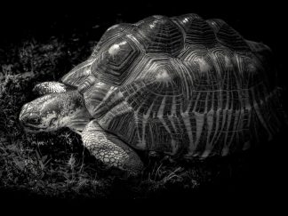 feng shui wall art - turtle
