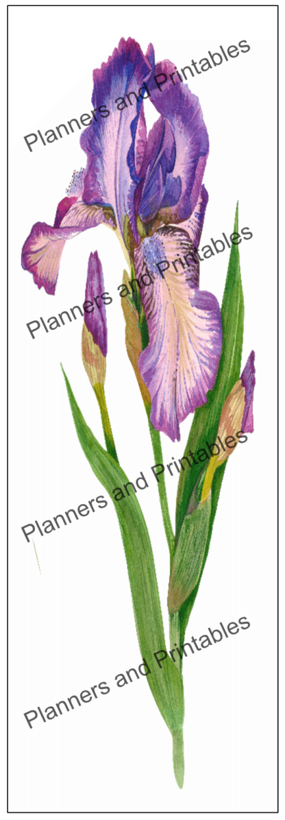 Set of 5 Iris flower watercolour design Printable Bookmarks home printable PDF instant download - Image 5