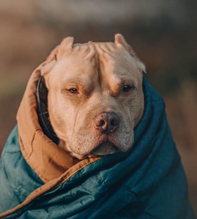 The Pampered Pittie